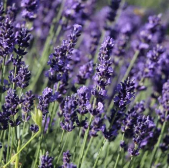 480.Фермерське господарство “Лавандовий рай”, Largos