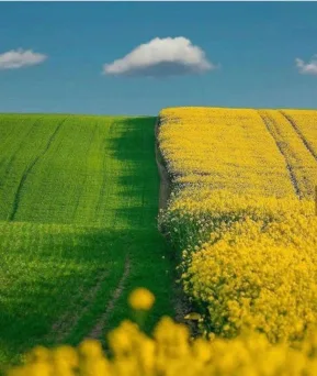 Land Plot for Sale (Rivne Region), Largos