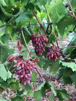 4292. Vineyard – Table Grape Farm  (Odesa Region) , Largos