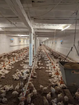 5737. Птахоферма у Черкаській області, Largos