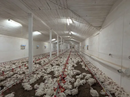 5737. Poultry farm in Cherkasy region, Largos
